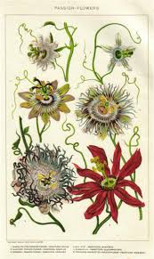Is the vine on a passion plant poisonous? Passiflora Garden Charm And Beauty Master Gardener Association Of San Diego County