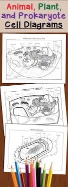 Animal Plant And Prokaryote Cell Diagrams For Coloring And Labeling These Are Fantastic For Compar Plant And Animal Cells Animal Cell Project Science Cells