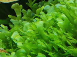 Image result for Lomariopsis