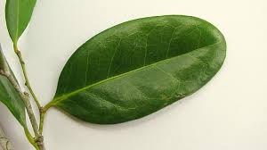 Image result for Chaetocarpus