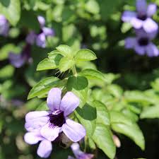 Image result for Dyschoriste thunbergiiflora