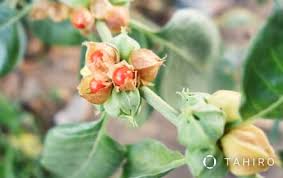 Image result for Withania