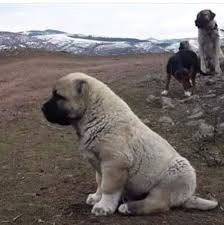 30 Begenme 2 Yorum Instagram Da Yildizdagi Kangal Ciftligi Hakikikangal Com Tr Gunaydin Hakikikangal Com Tr Hakikikang 2020 Kangal Kopegi Kopek Hayvanlar