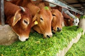 If It S About Saving The Cow Reform The Dairy Industry First Cow Slaughter Cow Happy Cow