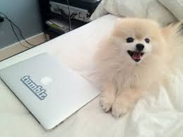 Hey I Really Want To Go On Tumblr May I Use Your Laptop Looks Like Fifi Puppy Face I Love Dogs Pomeranian Dog