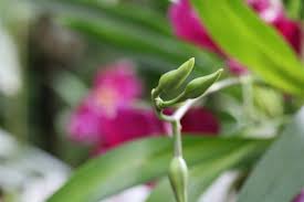 Kindel sind immer exakte abbilder der mutterpflanze. Orchideen Zum Bluhen Bringen 7 Grunde Warum Sie Nicht Mehr Bluhen Gartenlexikon De