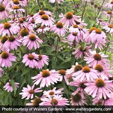 Image result for Echinacea purpurea `Magnus`