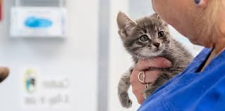 East memphis pet hospital, memphis, shelby maakond, tennessee, ameerika ühendriigid 4.9. Emergency Vet Memphis Tn After Hours Veterinary Care Animal Emergency Center Memphis