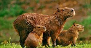 Check spelling or type a new query. Todo Lo Que Queres Saber Sobre Carpinchos Pueden Ser Mascotas