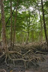 Image result for Rhizophora