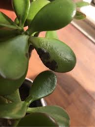 Image result for Habenaria filicornis