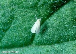 Where do whiteflies spend most of their time? Whitefly Pests