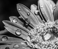 Black And White Vs Color Photography Received 781369672035214 White Image Black And White Black And White Photography