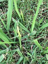 Take a soil test and apply recommended amendments to keep the grass growing. Yard Folks Help Needed Texasbowhunter Com Community Discussion Forums