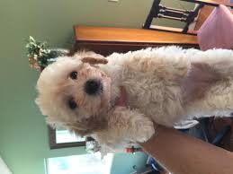 Check spelling or type a new query. Pennysaver Maltipoo Puppies 400 Really Good Deal Purebred In Contra Costa California Usa