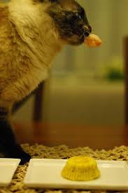 Explore other popular pets near you from over 7 million businesses with over 142 million reviews and opinions from yelpers. Easy Tuna Birthday Cake For The Cats Birthday Cake For Cat Buy Birthday Cake Simple Birthday Cake