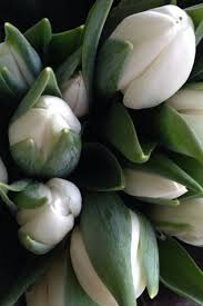 Russell.tomlin has uploaded 17867 photos to flickr. Pin Di Mariya Golubcova Top Flower Su Tulip Fiori Fiori Bianchi Bellissimi Fiori