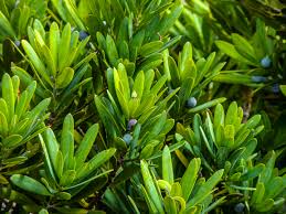 Image result for Ypsilopus erectus