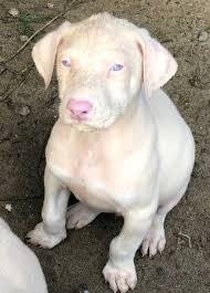 Doberman pinscher female, 18 weeks los angeles, california. Doberman White Puppies 600 Stockton Garden Items For Sale Stockton Ca Shoppok