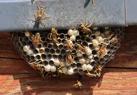 In this post, we show you 9 ways to keep wasps and bees away from your pool. How To Get Rid Of Wasps Updated For 2021