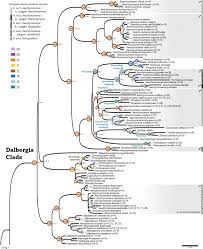 Image result for Aeschynomene heurckeana