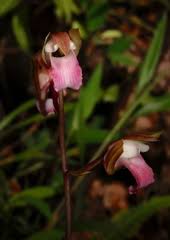 Image result for Eulophia tuberculata