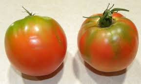 The inside of my beautiful red tomatoes has a white ring around the perimeter and have a hard and mealy texture. Tomato Fruit Problems