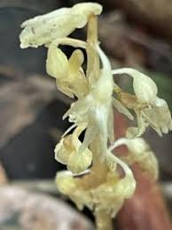 Image result for Epipogium roseum