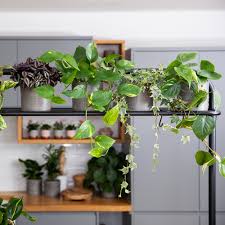 Trailing plants can provide a whole new look to your pots, hanging many different types, such as artificial trailing plants in pots, small trailing plants, artificial trailing ivy and green. English Ivy Little Botanical