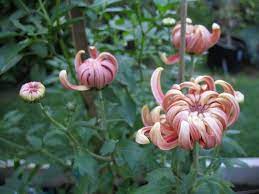 Pin By Minh Le Vo On Tattoos Chrysanthemum Body Art Bud