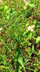 Image result for Canscora alata