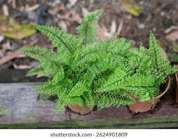 Image result for Dryopteridaceae
