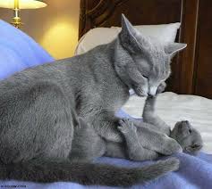 Mother Love Tap The Link Now To See All Of Our Cool Cat Collections Sevimli Kediler Kedi Hayvanlar