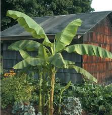 It does not produce edible fruit, grown for its decorative charm instead. 12 Cold Hardy Tropical Plants To Grow Now Home Garden And Homestead