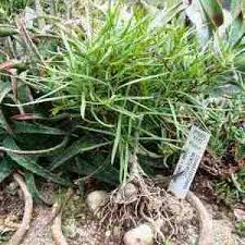 Image result for Stomatostemma monteiroae