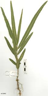 Image result for Atalaya alata