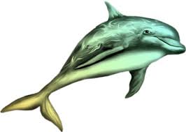 Dauphin Dauphin Animaux Sous Marins Dauphin Dessin