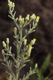 Image result for Calostephane