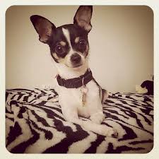 Black And White Rat Terrier Chihuahua Mix My Baby Rat Terrier Dogs Rat Terrier Art Toy Fox Terriers