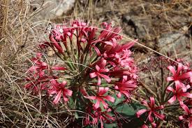 Image result for Ammocharis