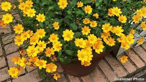 Maybe you would like to learn more about one of these? Coreopsis Tickseed American Meadows Mature Height 24 Inches
