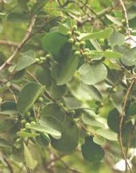 Image result for Hippocratea goetzei