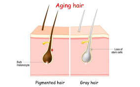 Hairs are made of a hard substance called keratin which is chemically a protein. Does Plucking White Hair Lead To More Greying Skinkraft