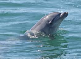 Delfín