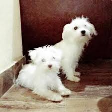 Puppies are completely harmless and are great with kids. Samoyed Puppies For Sale Ny 14 Weeks Old In Lackawanna New York Puppies For Sale Near Me