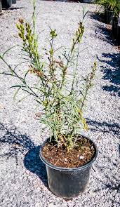 Image result for Gomphostigma