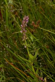 Image result for Platostoma strictum