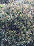 Image result for Syzygium niassense