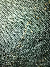 Image result for bed bugs eggs