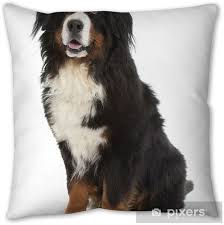 This is a technique known as the hot dog pillowcase and was thought up by the talented kris driessen! Berner Sennen Dog Pillow Cover Pixers We Live To Change